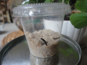 Our caterpillars on the day of their arrival. We ordered our live caterpillars from Boreal Science.